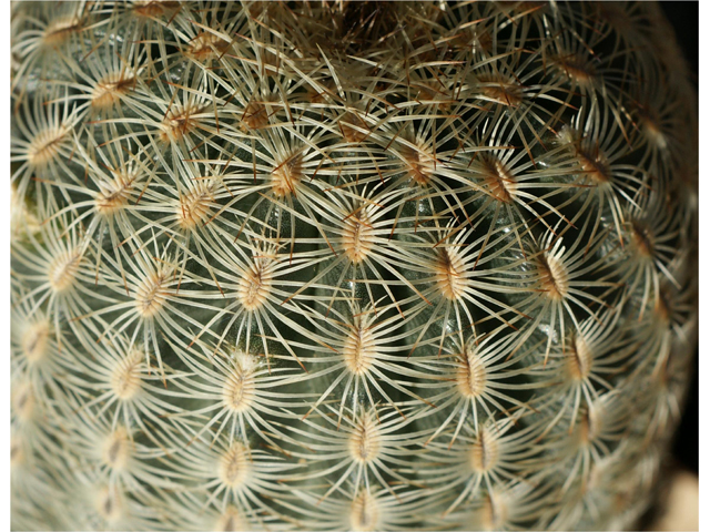 Echinocereus reichenbachii (Lace hedgehog cactus) #37840