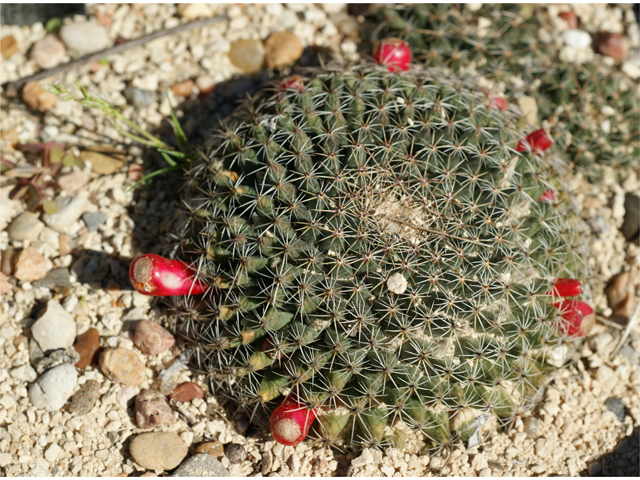 Mammillaria heyderi (Little nipple cactus) #37857