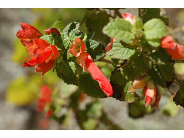 Salvia regla (Mountain sage) #37941