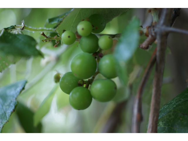Vitis mustangensis (Mustang grape) #37950