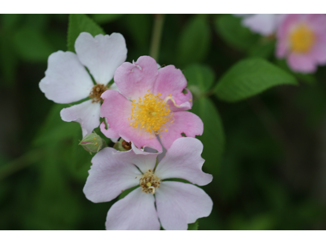 Rosa setigera (Climbing prairie rose) #38050