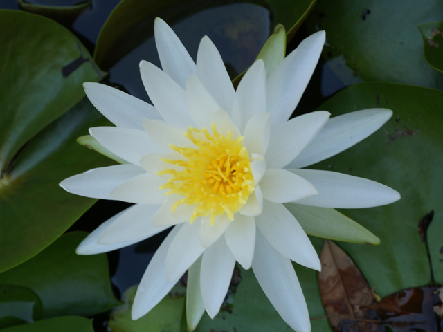 Nymphaea odorata (American white water-lily) #38115