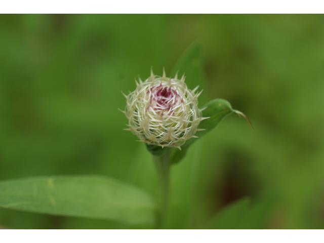 Centaurea americana (American basket-flower) #38162