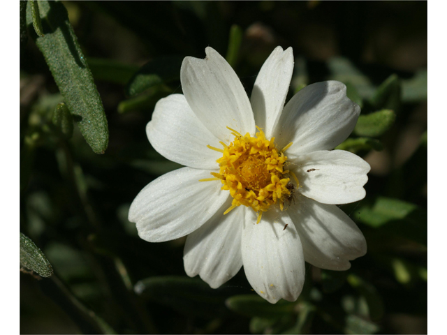 Melampodium leucanthum (Blackfoot daisy) #38167