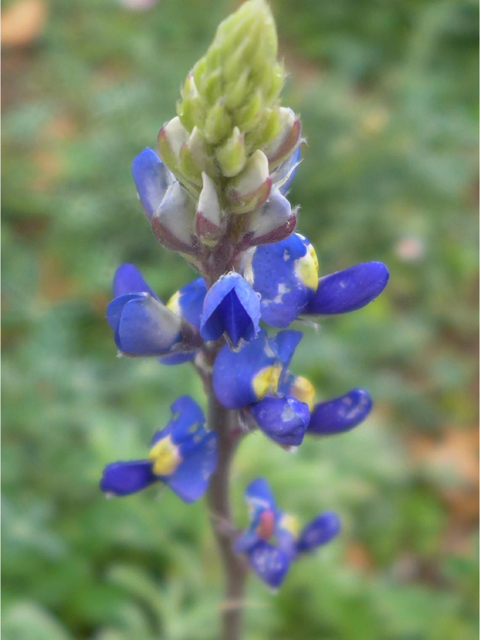 Lupinus texensis (Texas bluebonnet) #38230