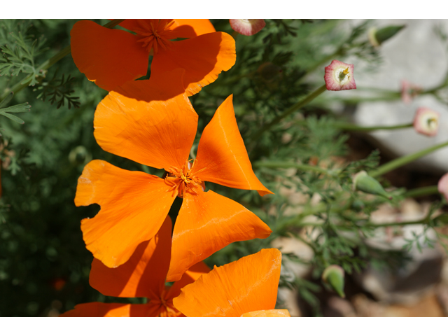 Eschscholzia californica ssp. californica (California poppy) #38273
