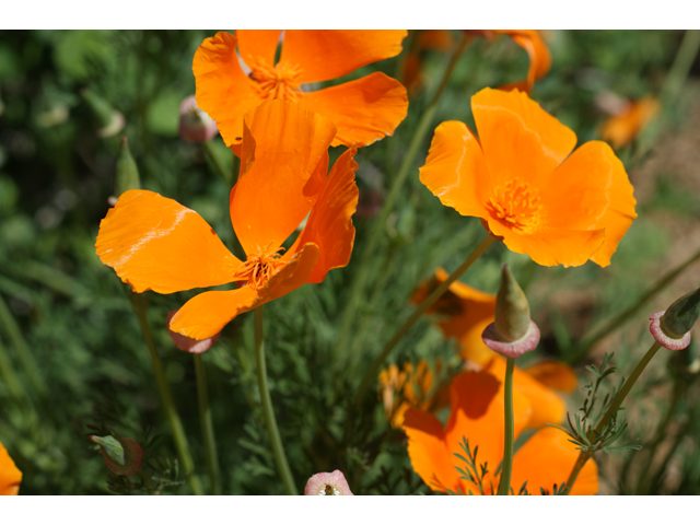 Eschscholzia californica ssp. californica (California poppy) #38274