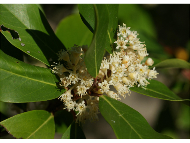 Prunus caroliniana (Carolina cherry-laurel) #38347