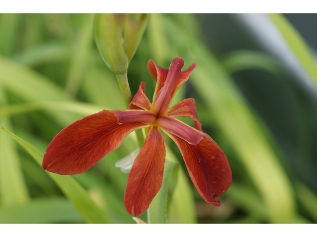 Iris fulva (Copper iris) #38383
