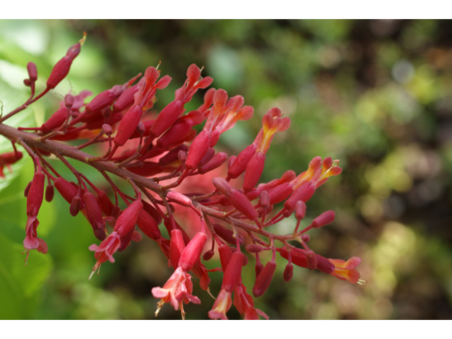 Aesculus pavia (Red buckeye) #38414