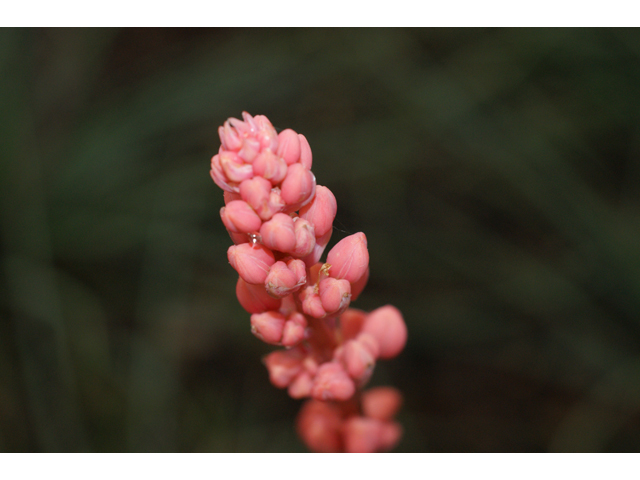 Hesperaloe parviflora (Red yucca) #38444