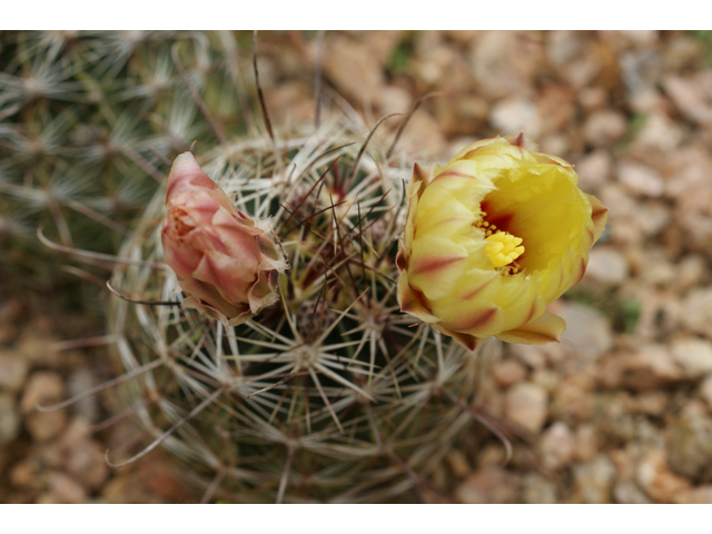 Echinocereus dasyacanthus (Texas rainbow cactus) #39623