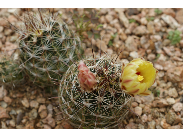 Echinocereus dasyacanthus (Texas rainbow cactus) #39624