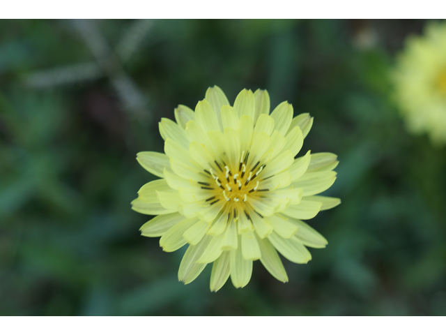 Pyrrhopappus pauciflorus (Smallflower desert-chicory) #39683