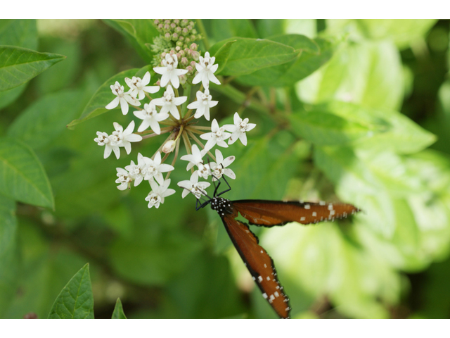 Asclepias texana (Texas milkweed) #39724