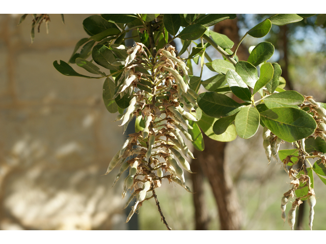 Sophora secundiflora (Texas mountain laurel) #39750