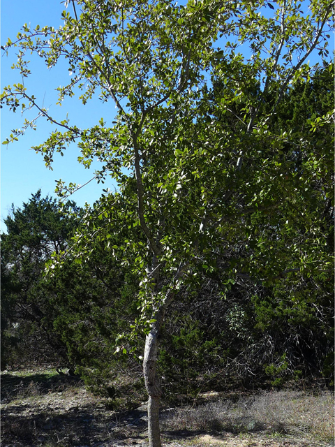 Quercus fusiformis (Escarpment live oak) #39799