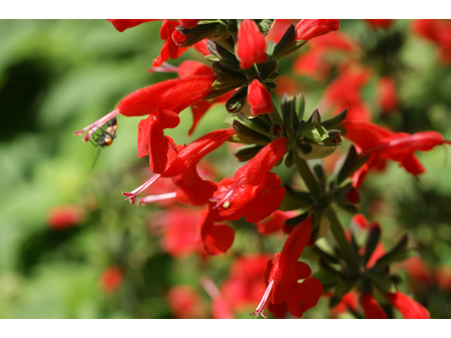 Salvia coccinea (Scarlet sage) #39803
