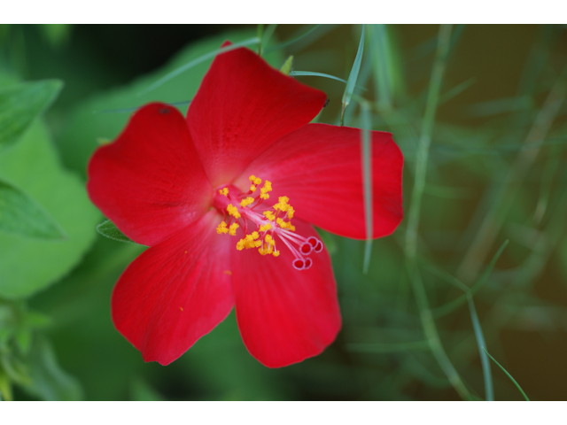 Hibiscus martianus (Heartleaf rosemallow) #39815