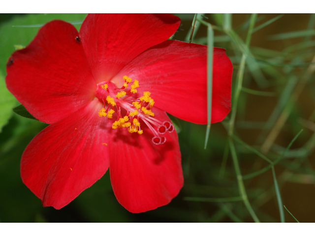 Hibiscus martianus (Heartleaf rosemallow) #39816