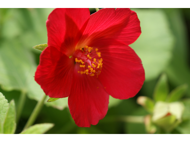 Hibiscus martianus (Heartleaf rosemallow) #39819