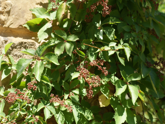 Parthenocissus quinquefolia (Virginia creeper) #39842