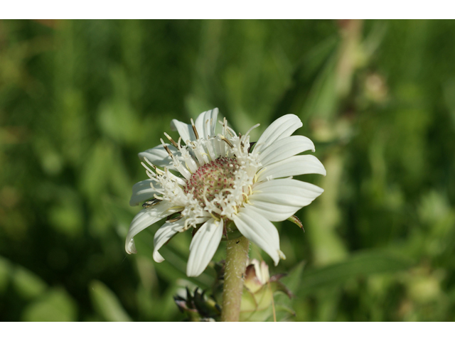 Silphium albiflorum (White rosinweed) #39900