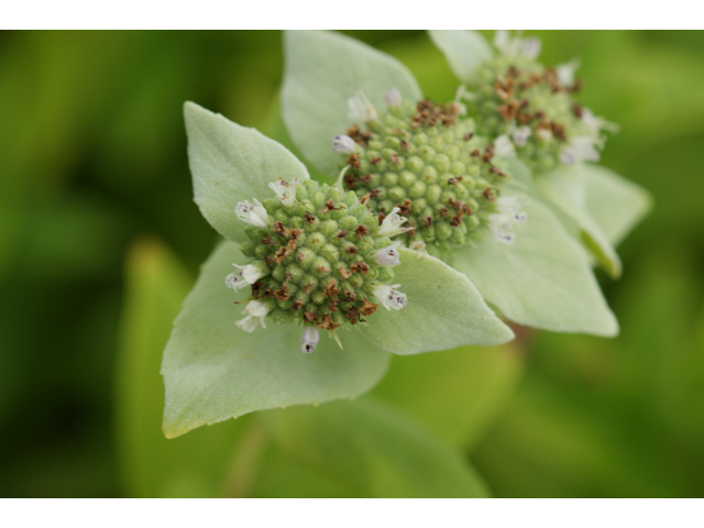Pycnanthemum albescens (Whiteleaf mountain mint) #39916