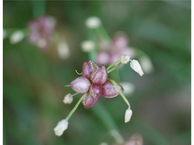 Allium canadense var. canadense (Meadow garlic) #39925