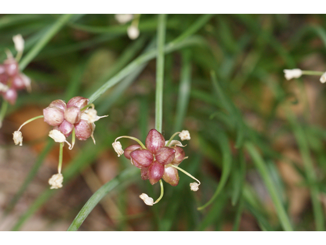 Allium canadense var. canadense (Meadow garlic) #39926