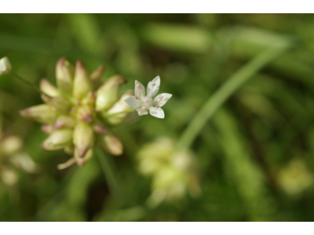 Allium canadense var. canadense (Meadow garlic) #39928