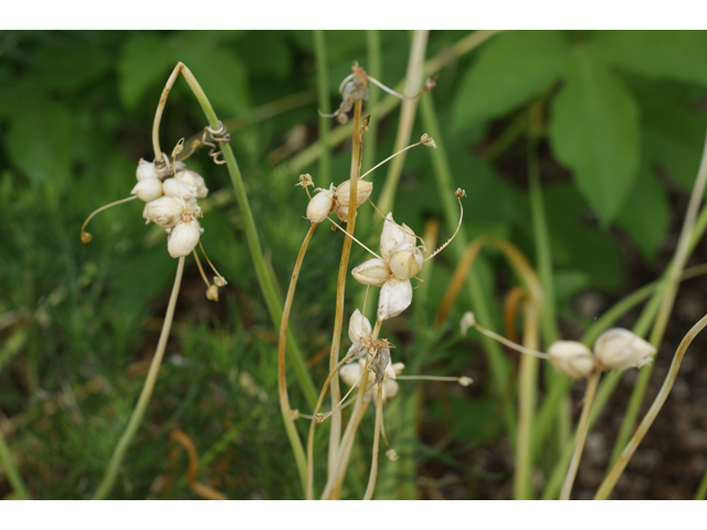 Allium canadense var. canadense (Meadow garlic) #39932