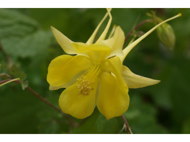 Aquilegia chrysantha var. hinckleyana (Hinckley's golden columbine) #39971