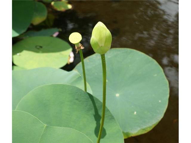 Nelumbo lutea (American lotus) #39976