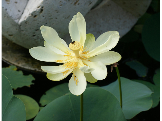 Nelumbo lutea (American lotus) #39977