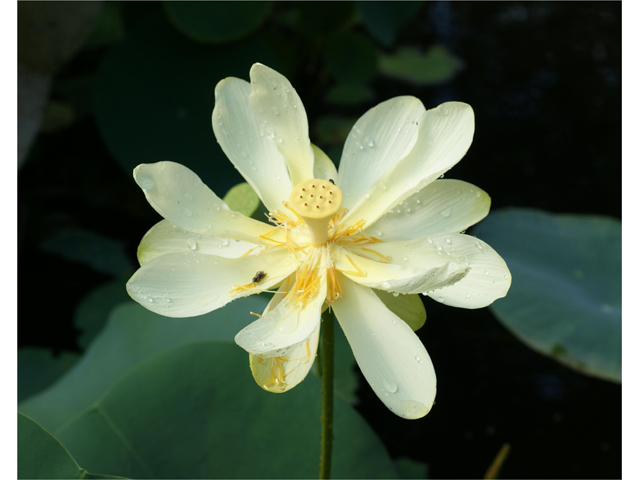 Nelumbo lutea (American lotus) #39981