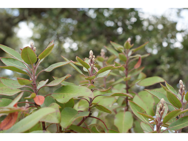 Arbutus xalapensis (Texas madrone) #40515