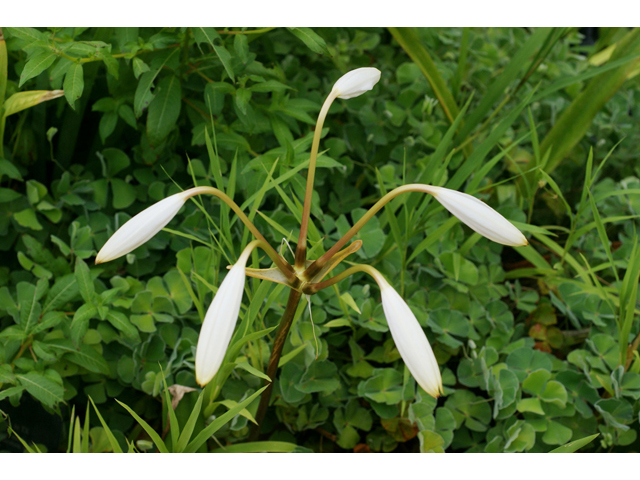 Crinum americanum (American crinum lily) #40531
