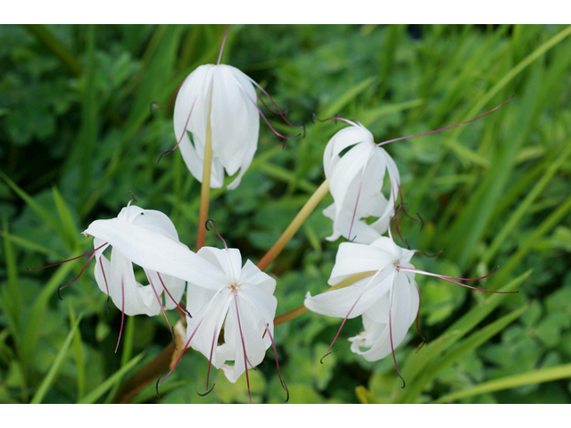 Crinum americanum (American crinum lily) #40536