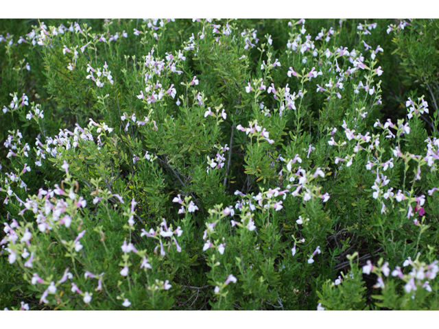 Salvia greggii (Autumn sage) #40578