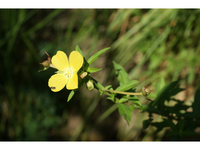 Ludwigia octovalvis (Mexican primrose-willow) #40582