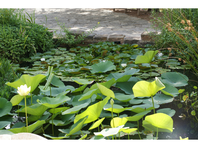 Nelumbo lutea (American lotus) #40596
