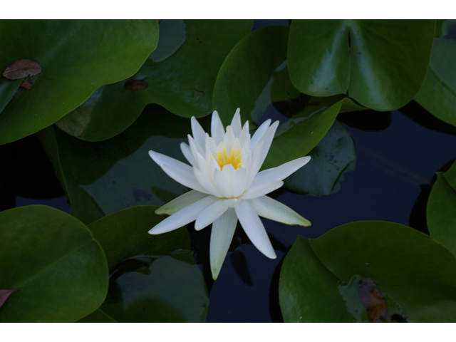 Nymphaea odorata (American white water-lily) #40921