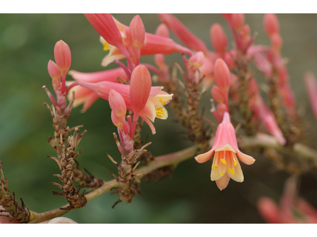 Hesperaloe parviflora (Red yucca) #40970