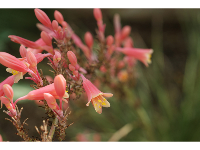 Hesperaloe parviflora (Red yucca) #40971