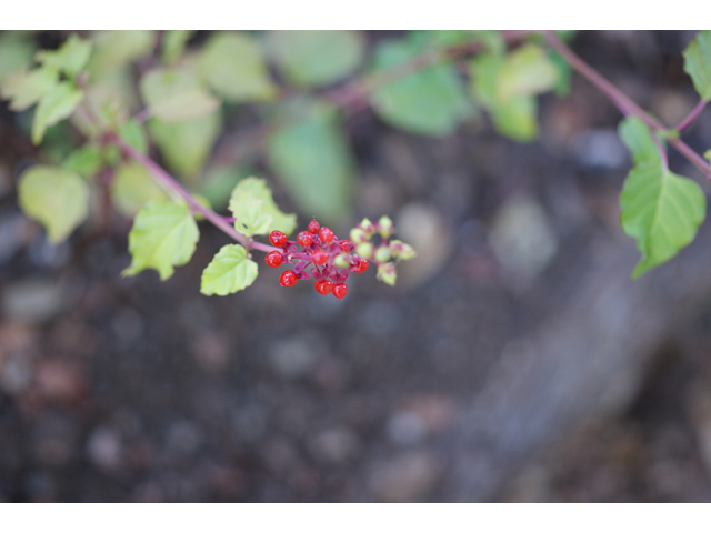 Rivina humilis (Pigeonberry) #41024