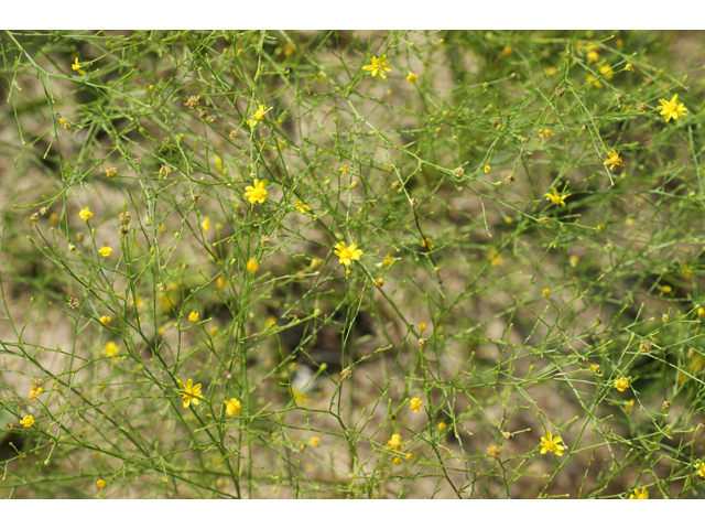 Amphiachyris dracunculoides (Prairie broomweed) #41052