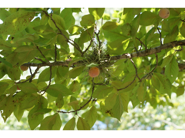 Prunus mexicana (Mexican plum) #41076