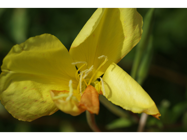 Oenothera jamesii (Trumpet evening-primrose) #41092