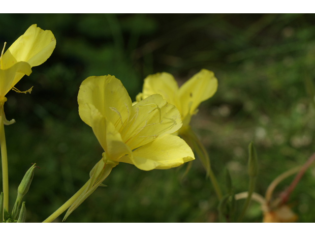 Oenothera jamesii (Trumpet evening-primrose) #41098
